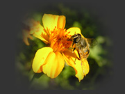 pszczoa